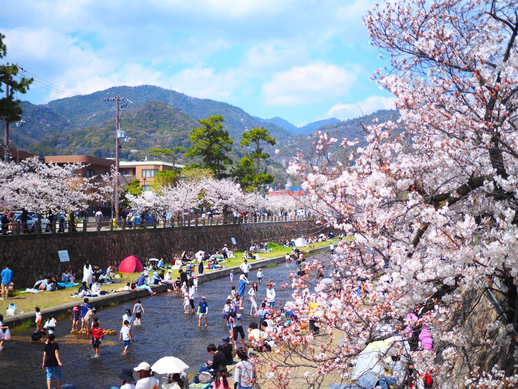 さくら賞）芦屋の春景色が帰ってきた！