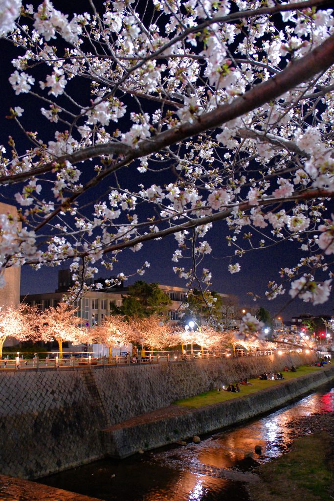 芦屋の夜桜シャワー